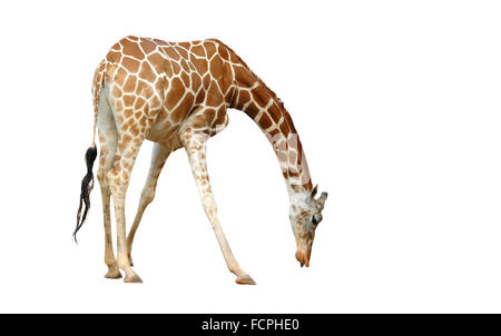 Giraffe isoliert auf weißem Hintergrund Stockfoto