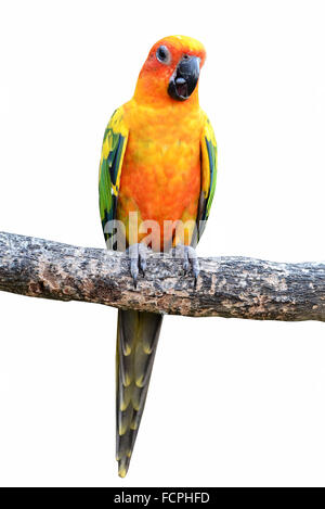 Sun Conure Papagei auf einem Ast Stockfoto