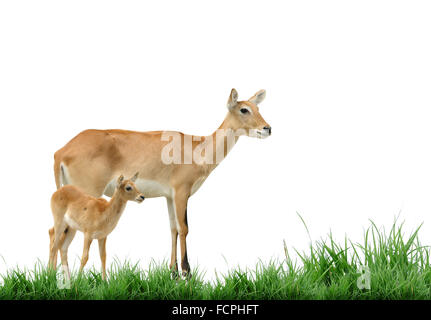 roten Letschwe mit grünen grassisolated Stockfoto