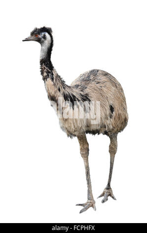 Eine australische Emu auf weißem Hintergrund Stockfoto