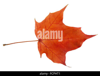 Heller Herbst Blatt. Isoliert auf weißem Hintergrund. Stockfoto
