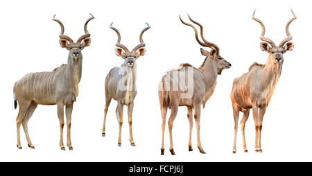 Sammlung von männlichen Kudu isoliert auf weißem Hintergrund Stockfoto