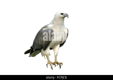 weiße Bellie Seeadler isoliert Stockfoto