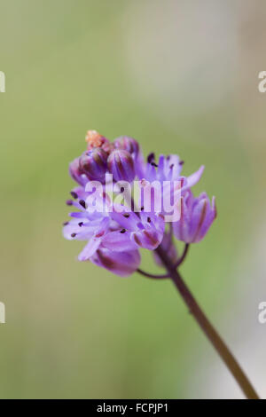 Herbst-Blaustern; Prospero Autumnale Blume; Cornwall; UK Stockfoto