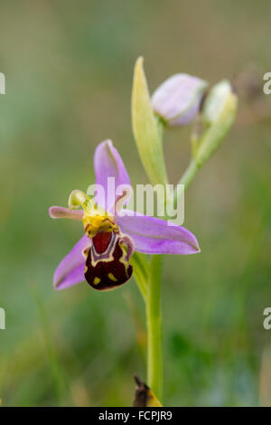 Biene Orchidee; Ophrys Apifera Blume; Anglesey; UK Stockfoto