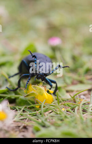 Schwarzes Öl Käfer; Meloe proscarabaeus Single am Boden; Cornwall; UK Stockfoto