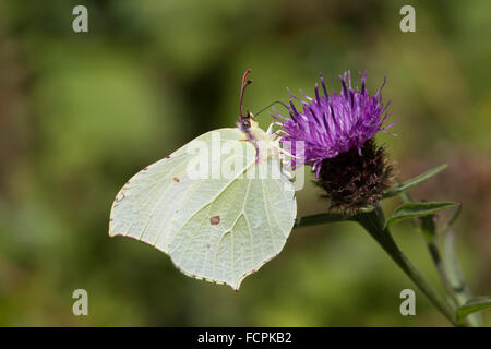 Brimstone Schmetterling; Gonepteryx Rhamni einzigen weiblichen auf Blume; Cornwall; UK Stockfoto
