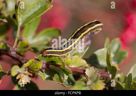 Broom Moth Caterpillar; Melanchra Pisi Single auf verlässt Yorkshire; UK Stockfoto