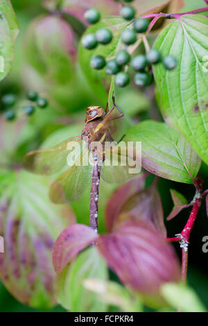 Braune Hawker Libelle; Aeshna Grandis einzigen männlichen Cornwall; UK Stockfoto