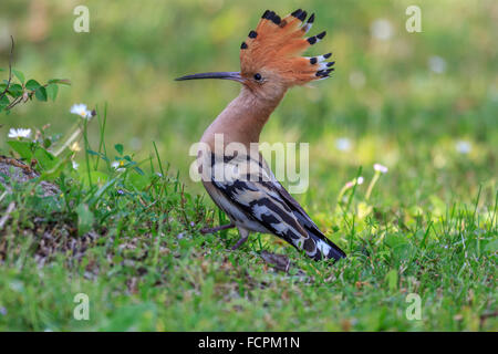 Wiedehopf (Upupa Epops) Stockfoto