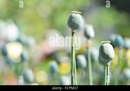 Mohn-Kapsel in Mohn Garten Stockfoto