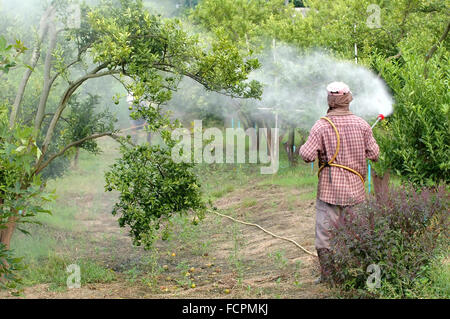 Landwirt Sprühen von Pestiziden im Obstgarten Stockfoto