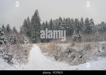Stille kühl Winer Wald mit Schnee bedeckt Stockfoto