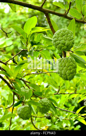 Pudding Äpfel an einem Baum wachsen Stockfoto