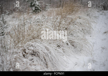 Verdorrten Rasen mit reinen Neuschnee bedeckt Stockfoto