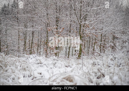 Stille kühl Winer Wald mit Schnee bedeckt Stockfoto