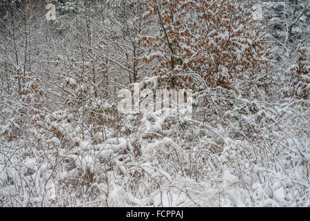 Stille kühl Winer Wald mit Schnee bedeckt Stockfoto