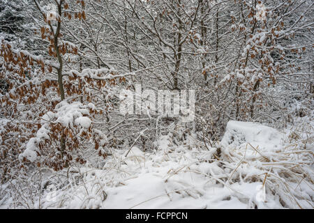Stille kühl Winer Wald mit Schnee bedeckt Stockfoto