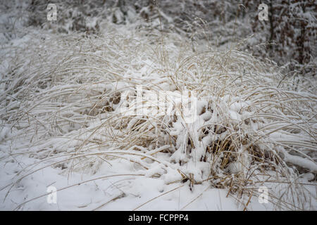 Verdorrten Rasen mit reinen Neuschnee bedeckt Stockfoto