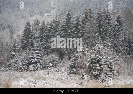 Stille kühl Winer Wald mit Schnee bedeckt Stockfoto