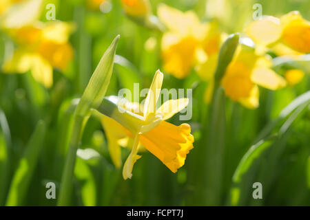 Narzisse gelb Frühlingsblumen auf Sonnenschein Waldwiese. Stock Foto mit flachen DOF und selektiver Weichzeichner Punkt. Stockfoto