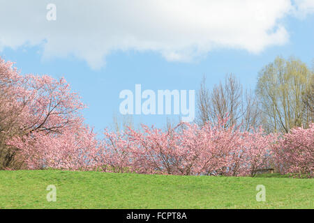 Frühling rosa blühender Apfelbäume in blühender Natur Sonne Landschaft mit grünen Wiese Stockfoto