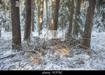 Stille kühl Winer Wald mit Schnee bedeckt Stockfoto