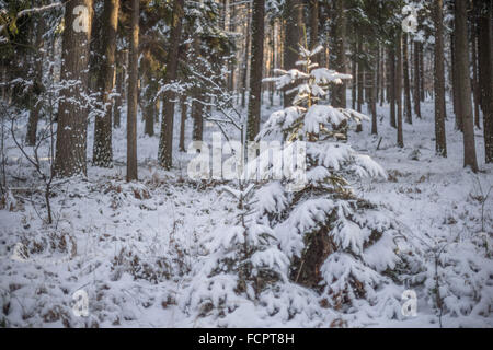 Kleine Fichte bedeckt mit Schnee Winterwald Picea abies Stockfoto