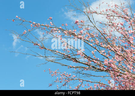 Rosa blühende Zweige der Frühling blühenden Apfelbaum mit Sonnenlicht Blumen gegen blauen Himmel Stockfoto