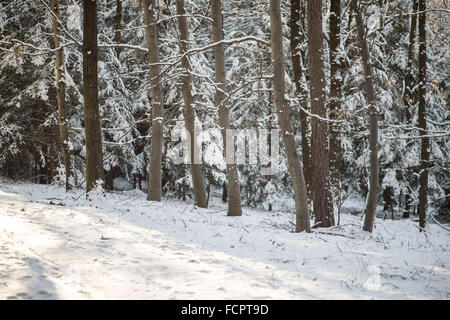 Stille kühl Winer Wald mit Schnee bedeckt Stockfoto