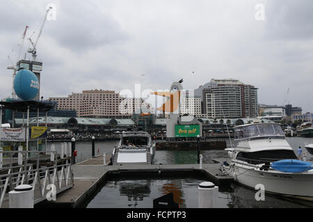 Vor der Australia Day Feierlichkeiten in Darling Harbour, ist was scheint, eine Art von riesigen weißen Vogel erschienen. Stockfoto