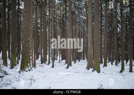 Stille kühl Winer Wald mit Schnee bedeckt Stockfoto