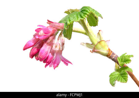 Johannisbeere Ribes Sanguineum Frühjahr blühende Zweig mit frischen Blättern und roten Blüten Stockfoto