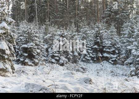 Fichten-Wald bedeckt mit Schnee leise Winter Picea abies Stockfoto