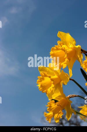 Narzissen gegen blauen Himmel Stockfoto