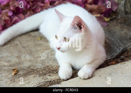 Weiße Katze Stockfoto