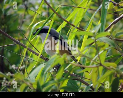 Padangpanjang, West-Sumatra, Indonesien. 23. Januar 2016. WEST-SUMATRA, Indonesien - Januar 23: Eine Long-tailed (Lanius Schach) gesehen am Singalang Berg am 23. Januar 2016 in West-Sumatra, Indonesien. Die langschwänzigen Würger oder rufous-backed Würger (Lanius Schach) ist Mitglied der Vogelfamilie Laniidae, den Würgern. Sie sind weit verbreitet in Asien gefunden und über den Bereich gibt es Unterschiede im Gefieder. Die Arten reicht in weiten Teilen von Asien, sowohl auf dem Festland und den östlichen Inselgruppen. Die östlichen oder Himalaja Unterart, L. S. Tricolor, nennt man manchmal unter der Leitung von Schwarz s Stockfoto