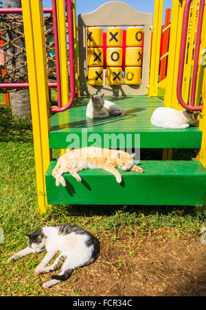 Schlafen Katzen in einen Spielbereich Kololi Gambia Stockfoto
