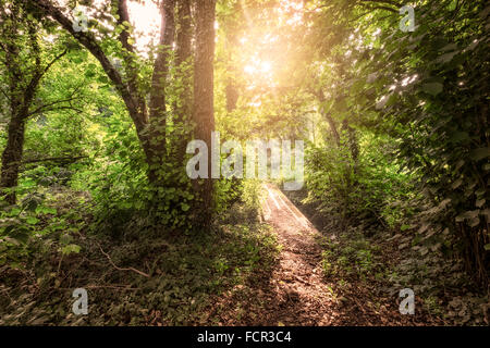 Sonnendurchflutetes Pfad in einem Wald bei Sonnenaufgang Stockfoto