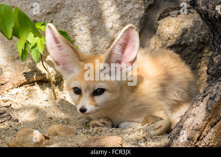 Fennec Fuchs (Vulpes Zerda) Stockfoto