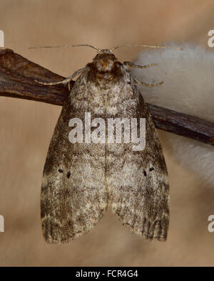 Gemeinsame Lutestring Motte (Ochropacha Duplaris). Eine Motte in der Familie Drepanidae auf Weide Stockfoto