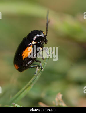 Randzone Moraei Käfer. Eine kleine orange und schwarz Getreidehähnchen gefunden auf St.-Johanniskraut (Hypericum-Arten) Stockfoto
