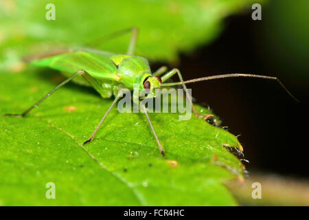 Calocoris Alpestris Mirid Fehler. Eine grüne True Bug in Familie Miridae, zeigt das Erkennungsmerkmal von einem schwarzen Kragen Stockfoto