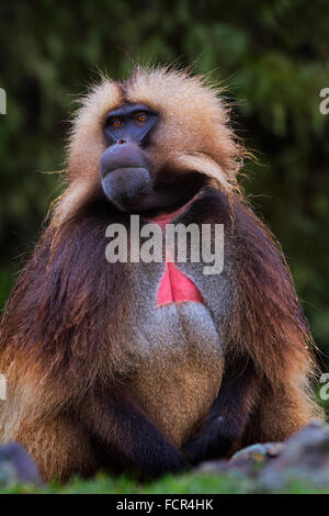 Porträt eines männlichen Gelada Pavian (Theropithecus Gelada) Simien Mountains Nationalpark Äthiopiens. Stockfoto