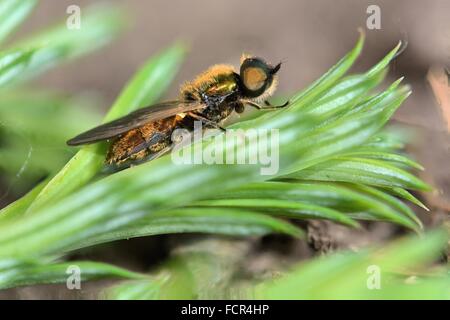 Breite Centurion Fliege (Chloromyia Formosa). Ein männlichen Soldaten fliegen in der Familie Stratiomyidae, ruht auf einer Eibe bei schlechtem Wetter Stockfoto