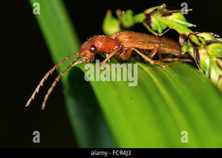 Denticollis Linearis Käfer. Ein Klick-Käfer in der Familie Elateridae, auf einen Ansturm in einem feuchten Bereich der Laubwald Stockfoto