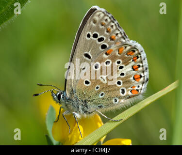 Adonis blaue Schmetterling (Polyommatus Bellargus) auf Wicke mit Flügeln geschlossen. Ein Schmetterling in der Familie Lycaenidae, mit Unterseite Stockfoto