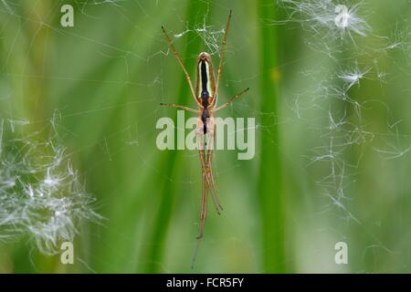 Spinne Tetragnatha Extensa Web, Unterseite zeigen. Eine markante weibliche Spinne von unten gesehen, farbige kühn zeigt Bauch. Stockfoto