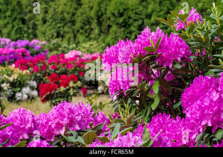 Rhododendron Im Frühling - viele Rhododendron-Pflanzen im Frühjahr Stockfoto