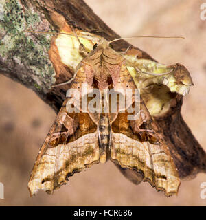 Winkel-Farbtöne (Phlogophora Meticulosa)-Motte. Eine frech gemusterte Motte in der Familie Noctuidae, ruht auf Holz Stockfoto